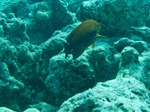 2014_10_25_BaptemePlongee/IMG_3145.jpg