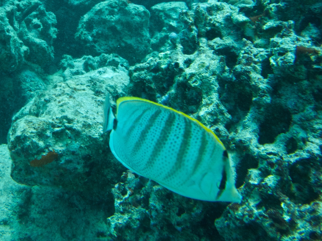 diaporamas/2014_10_25_BaptemePlongee/IMG_3146.jpg