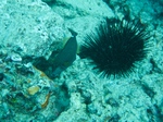 2014_10_25_BaptemePlongee/IMG_3149.jpg