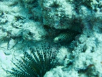 2014_10_25_BaptemePlongee/IMG_3152.jpg