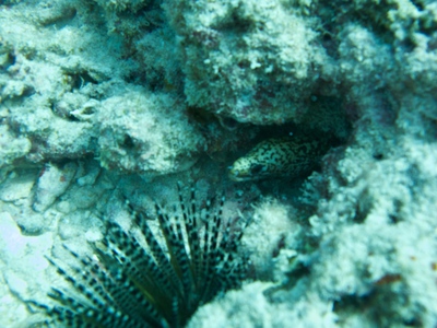 diaporamas/2014_10_25_BaptemePlongee/IMG_3152.jpg