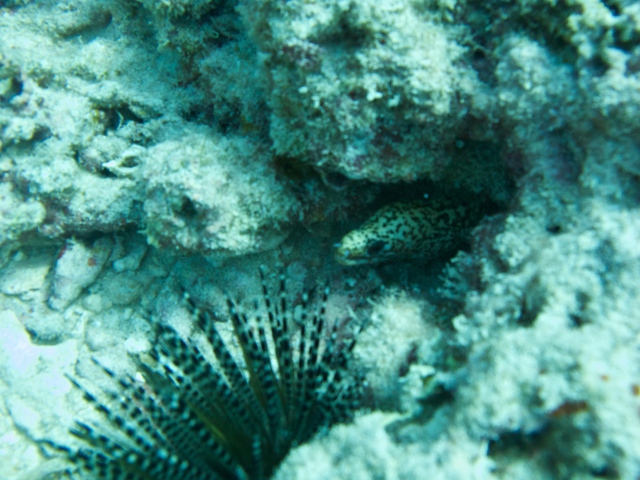diaporamas/2014_10_25_BaptemePlongee/IMG_3152.jpg