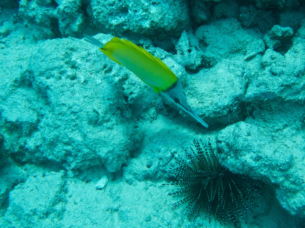 diaporamas/2014_10_25_BaptemePlongee/IMG_3156_2.jpg