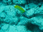 2014_10_25_BaptemePlongee/IMG_3156_2.jpg