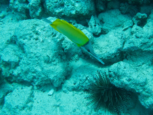 diaporamas/2014_10_25_BaptemePlongee/IMG_3156_2.jpg