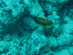 2014_10_25_BaptemePlongee/IMG_3157.jpg