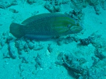 2014_10_25_BaptemePlongee/IMG_3160.jpg