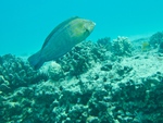 2014_10_25_BaptemePlongee/IMG_3163.jpg