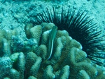 2014_10_25_BaptemePlongee/IMG_3165.jpg