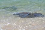 Hawaii_2007_Honu/03_img_3605.jpg
