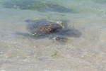 Hawaii_2007_Honu/04_img_3608.jpg