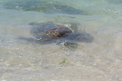 Hawaii_2007_Honu/04_img_3608.jpg