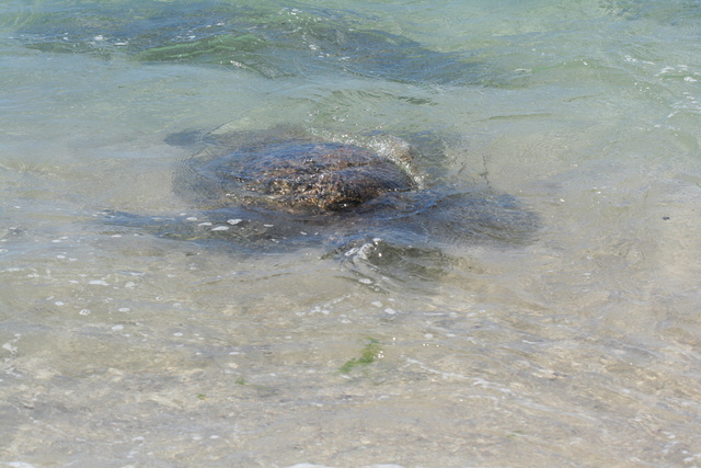 diaporamas/Hawaii_2007_Honu/04_img_3608.jpg