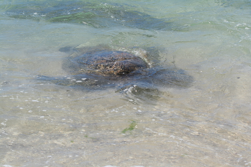 diaporamas/Hawaii_2007_Honu/04_img_3608.jpg