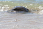Hawaii_2007_Honu/05_img_3620.jpg