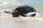 Hawaii_2007_Honu/10_img_3623.jpg