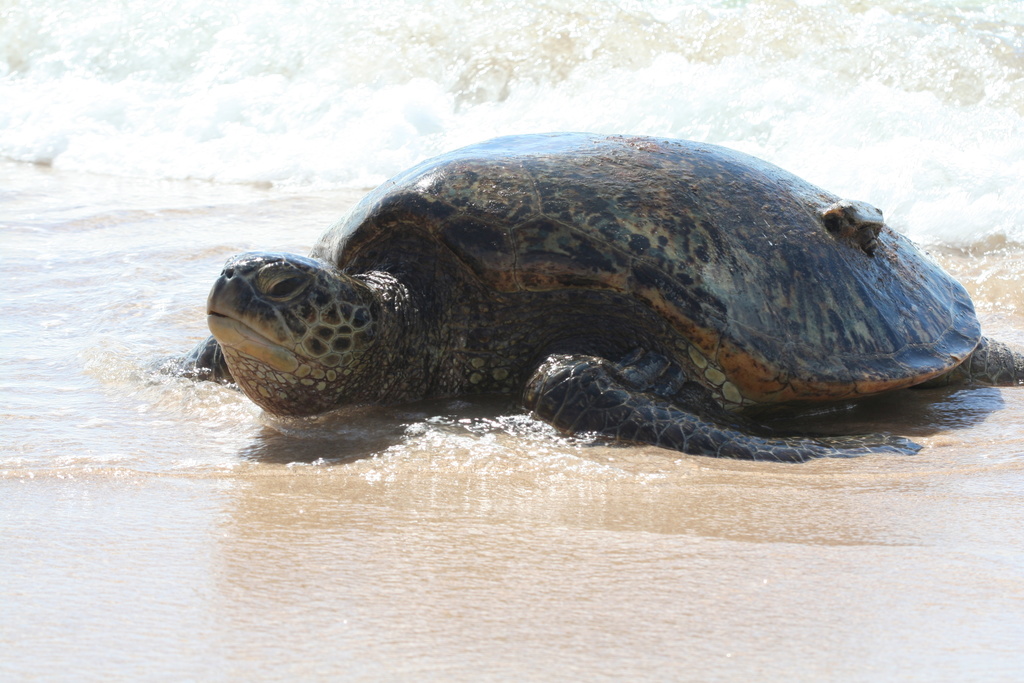 diaporamas/Hawaii_2007_Honu/12_img_3631.jpg