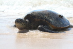Hawaii_2007_Honu/12_img_3631.jpg