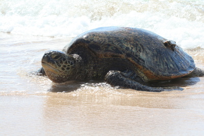 diaporamas/Hawaii_2007_Honu/12_img_3631.jpg
