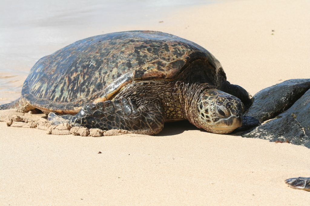 diaporamas/Hawaii_2007_Honu/14_img_3654.jpg