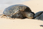 Hawaii_2007_Honu/14_img_3654.jpg