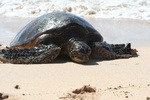 Hawaii_2007_Honu/16_img_3694.jpg