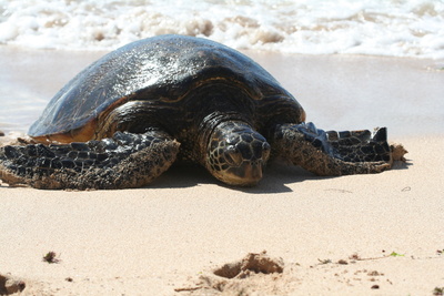 diaporamas/Hawaii_2007_Honu/16_img_3694.jpg