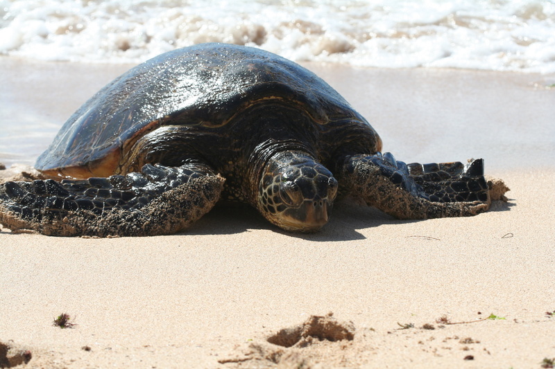 diaporamas/Hawaii_2007_Honu/16_img_3694.jpg