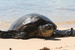 Hawaii_2007_Honu/18_img_3699.jpg