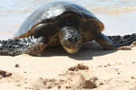 Hawaii_2007_Honu/20_img_3701.jpg