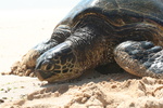 Hawaii_2007_Honu/22_img_3710.jpg