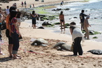 Hawaii_2007_Honu/40_img_3690.jpg