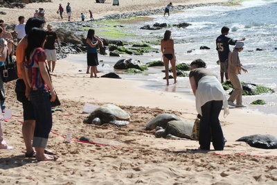 Hawaii_2007_Honu/40_img_3690.jpg