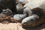 Hawaii_2007_Honu/42_img_3714.jpg