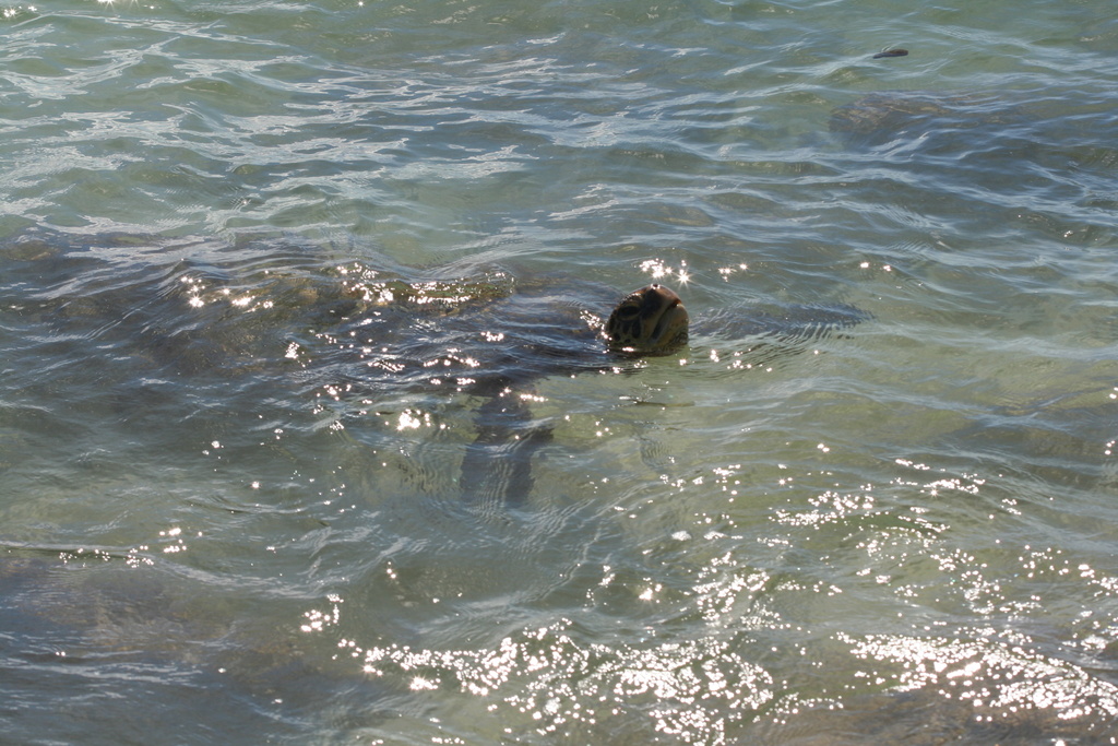 Hawaii_2007_Honu/50_img_3666.jpg