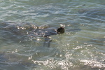 Hawaii_2007_Honu/50_img_3666.jpg