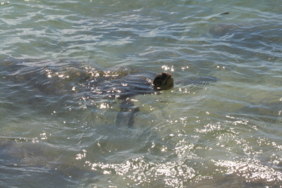 diaporamas/Hawaii_2007_Honu/50_img_3666.jpg