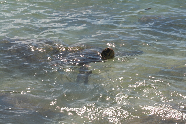 diaporamas/Hawaii_2007_Honu/50_img_3666.jpg