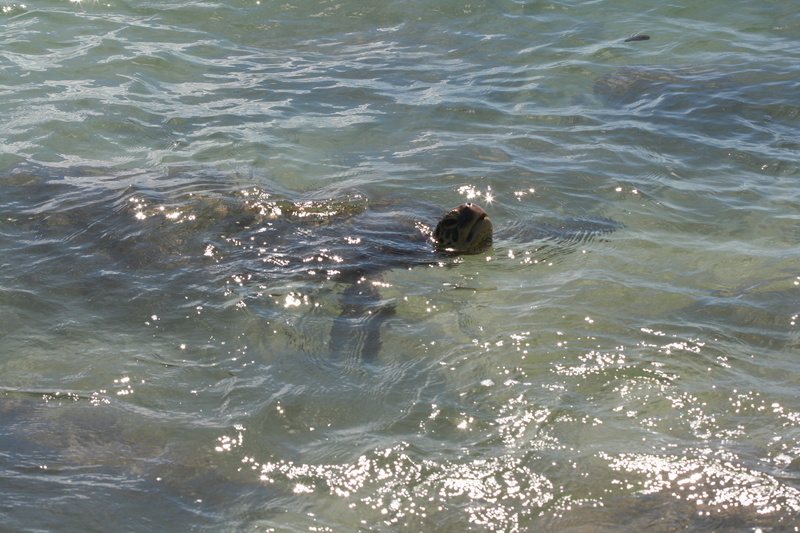 diaporamas/Hawaii_2007_Honu/50_img_3666.jpg