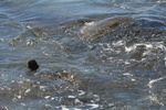 Hawaii_2007_Honu/52_img_3678.jpg