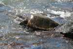 Hawaii_2007_Honu/54_img_3683.jpg