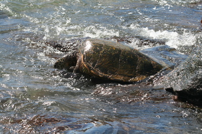 diaporamas/Hawaii_2007_Honu/54_img_3683.jpg