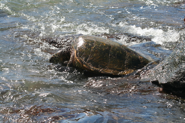 diaporamas/Hawaii_2007_Honu/54_img_3683.jpg