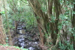 Hawaii_2007_ManoaFalls/img_3726.jpg
