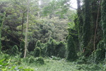 Hawaii_2007_ManoaFalls/img_3729.jpg