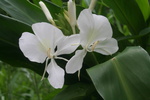 Hawaii_2007_ManoaFalls/img_3732.jpg