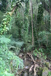 Hawaii_2007_ManoaFalls/img_3736.jpg