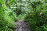 Hawaii_2007_ManoaFalls/img_3737.jpg