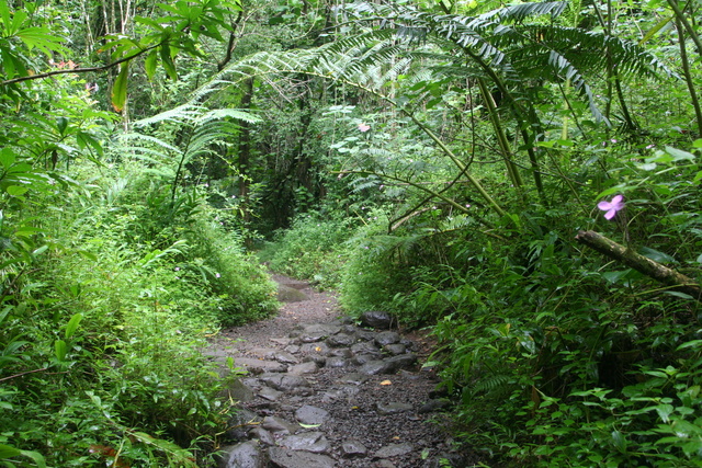 Hawaii_2007_ManoaFalls/img_3737.jpg