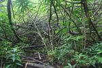 Hawaii_2007_ManoaFalls/img_3738.jpg